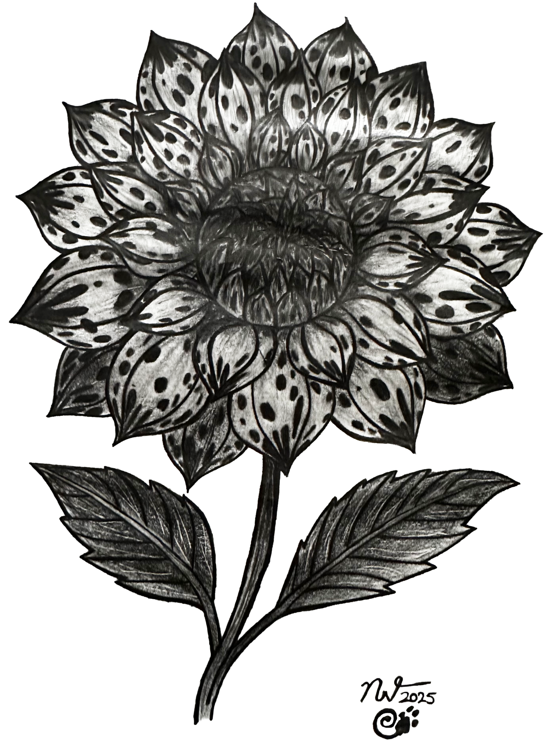 Graphite drawing of a Mexican dahlia with layered, marked petals and veined leaves,  symbolizing lineage, diaspora, memory, and renewal.